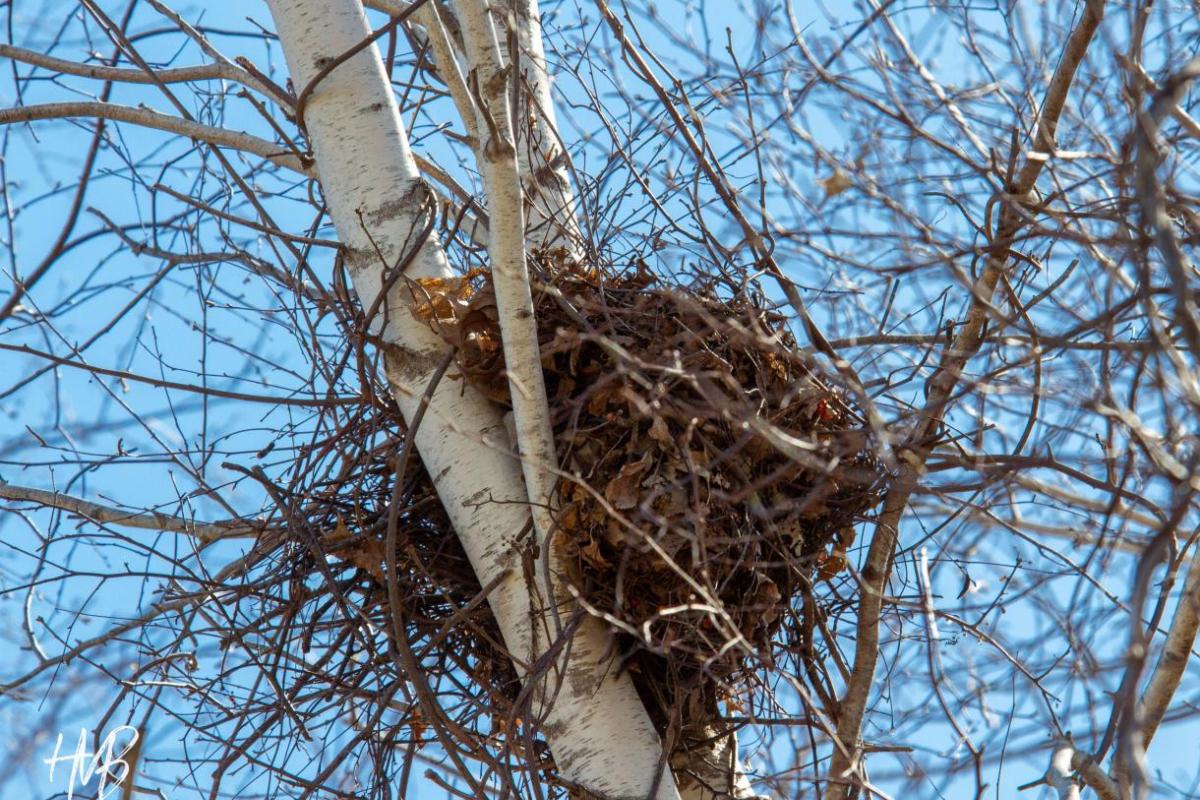 nest high in a tree