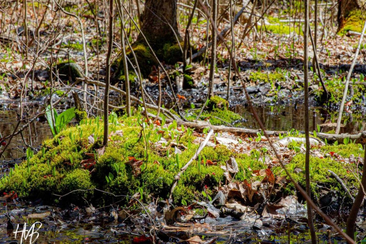 wetland moss carpet